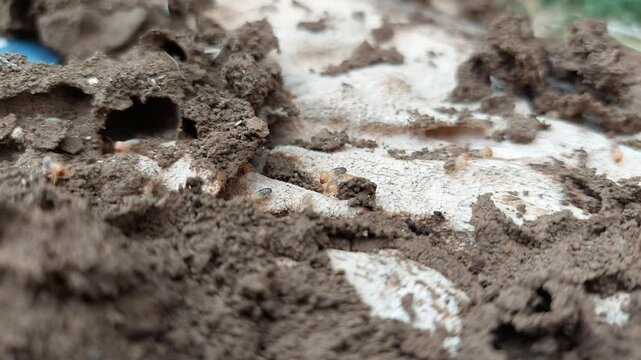 Active termite nest and termite infestation in wood; destructive termites destroying the wood. Termites.