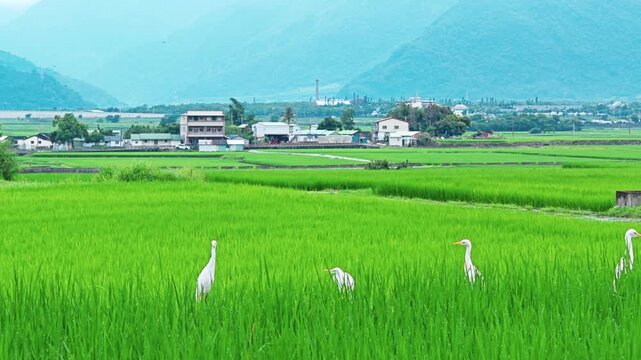 White egret flying over vibrant green rice fields during the growing season in Taitung, Taiwan.