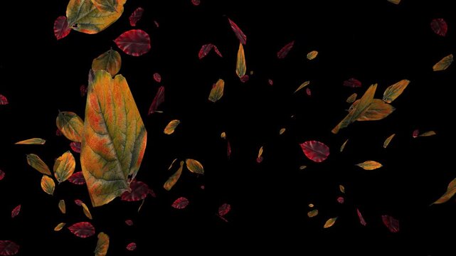 Colorful autumn maple leaves falling on transparent alpha channel background. Halloween fall season overlay animation for video compositing and decoration. Seamless loop 3d rendering animation.
