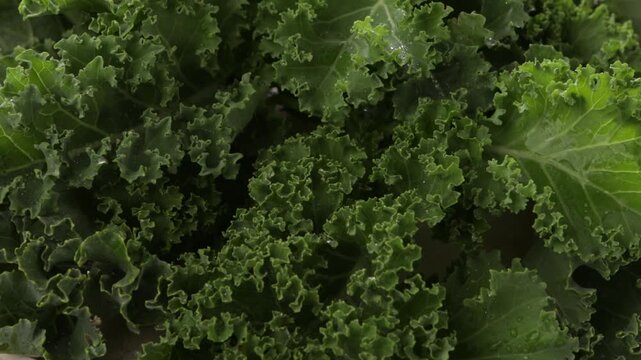 close up organic kale leaves background top view rotation