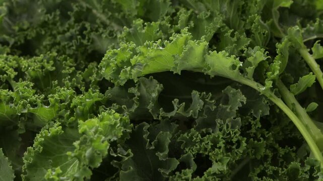 fresh organic kale leaves background top view rotation