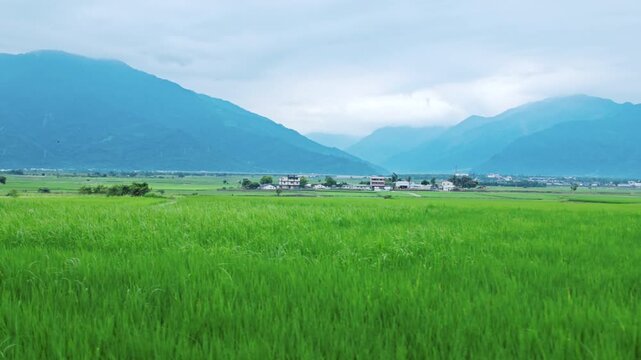 Car side window view of rice fields terrace farming plantation in East Longitudinal Valley,Taiwan