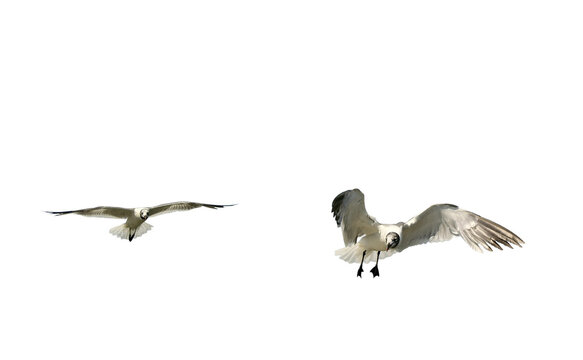 two seagulls flying Isolated on transparent background&nbsp;