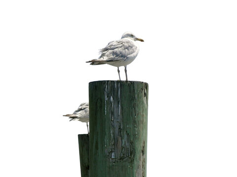 seagull standing a on wooden pole Isolated on transparent background&nbsp;