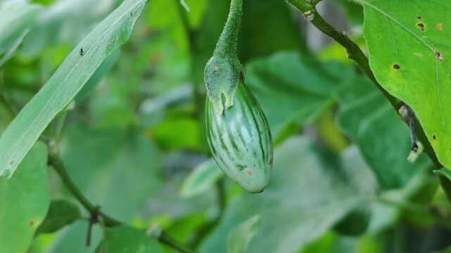  Young Eggplan Growing on Branch,