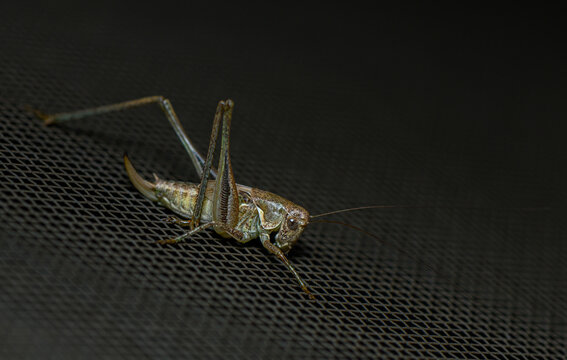 Detailed macro photograph of a wild grasshopper sitting on a dark textured mesh surface.