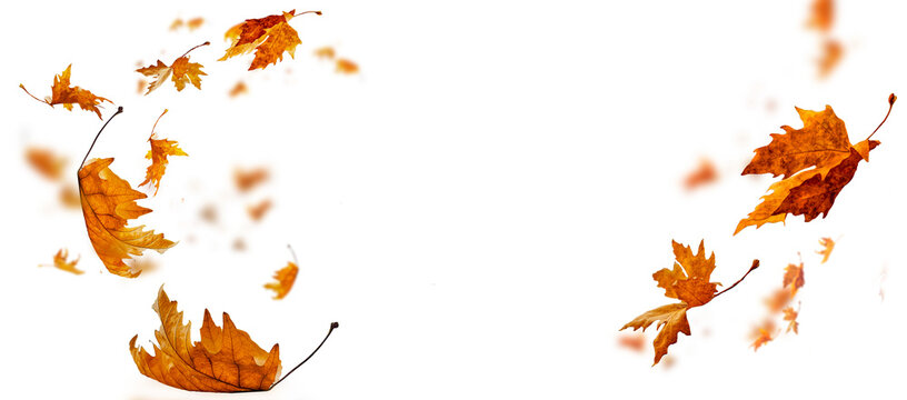 leaf leaves isolated autumn winter season background falling fall platanus tree wid air w