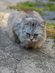 cat on the rock © Mari