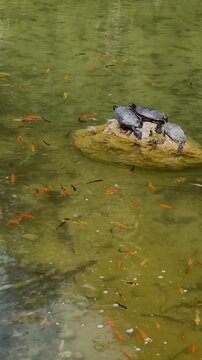duck turtle and fish in the water
