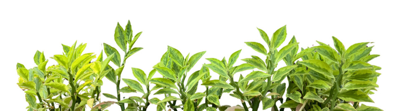 A high-quality, isolated photograph of a Pedilanthus tithymaloides plant, commonly known as devil's backbone, featuring variegated green leaves against on transparent background.