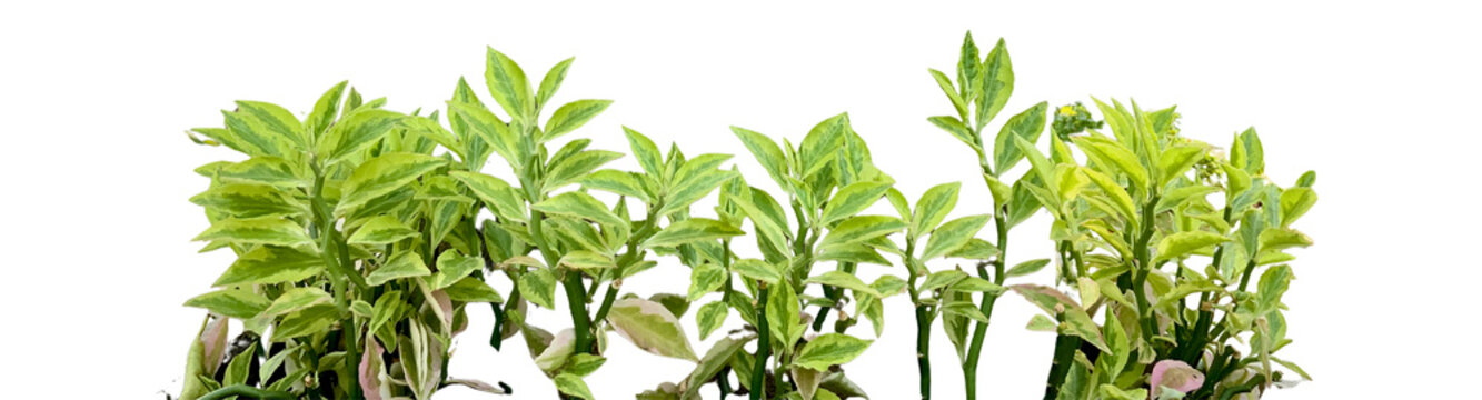 Isolated Pedilanthus tithymaloides plant with variegated green and white leaves on transparent background