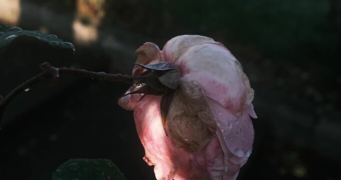 pink rose head drooping on its stem, surrounded by green leaves and water droplets.