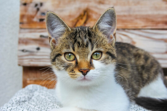 Warsaw, Poland, May 03, 2026. A front-view close-up portrait of a young tabby cat sitting on a cushion outdoors and looking at camera. High quality photograph.