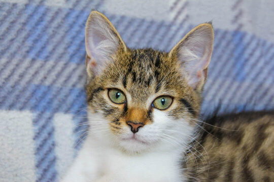 Warsaw, Poland, May 03, 2026. A charming front-view portrait of a young tabby kitten sitting attentively on a cozy sofa indoors. High quality photograph.
