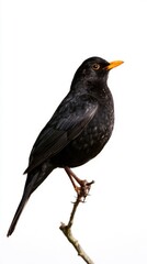 Fototapeta premium Common blackbird perched on branch isolated on white background