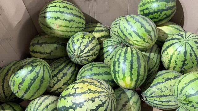 Whole Green Striped Watermelons inside Wooden Crate