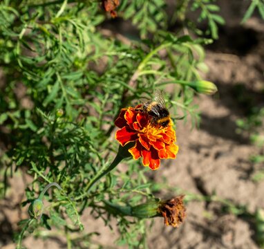 Fluffy bumblebee covered with pollen on marigold blossom horizontal