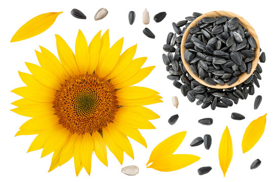 Sunflower with seeds in wooden bowl isolated on a white background. Top view. Flat lay