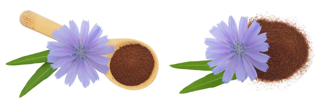 Chicory powder in wooden spoon and flower isolated on white background. Cichorium intybus. Top view. Flat lay
