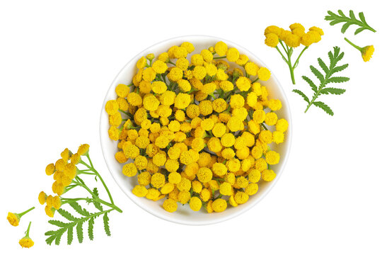 Tansy flower or Tanacetum vulgare in ceramic bowl isolated on white background. Top view. Flat lay.