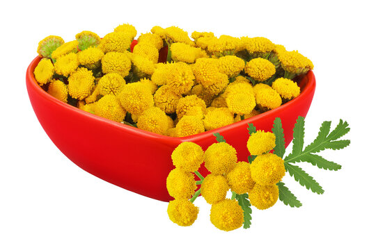 Tansy flower or Tanacetum vulgare in ceramic bowl isolated on white background