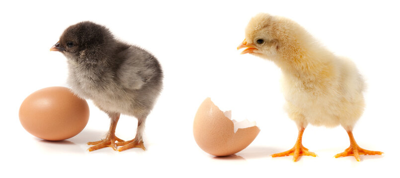Cute little chicken with egg isolated on white background