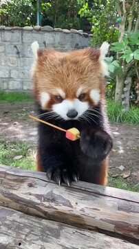 red panda eating bamboo