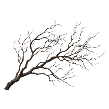 Dry leafless tree branch isolated on white background, crooked dark wood twig with gnarled texture, bare winter branch for design composition