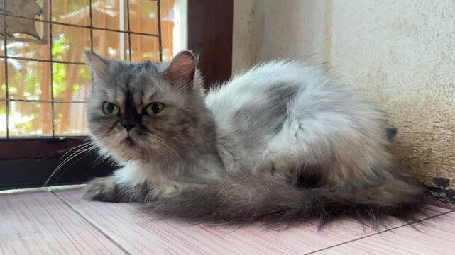 Cute fluffy grey and white Persian cat sitting indoors near a window   