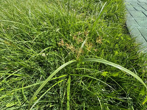 Close-up of a Nutsedge plant (Cyperus rotundus) with long green leaves and brownish flower clusters growing among dense green grass. Coco-grass, Java grass, purple nut sedge, red nut sedge.