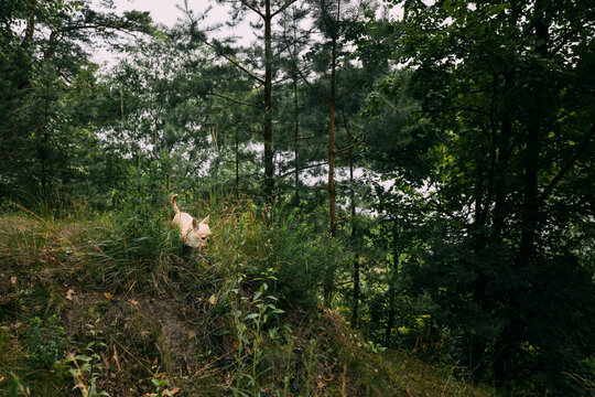 Charming Small Dog Exploring a Dense Forest Environment