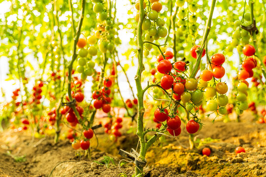 The tomatoes in the greenhouse are growing.