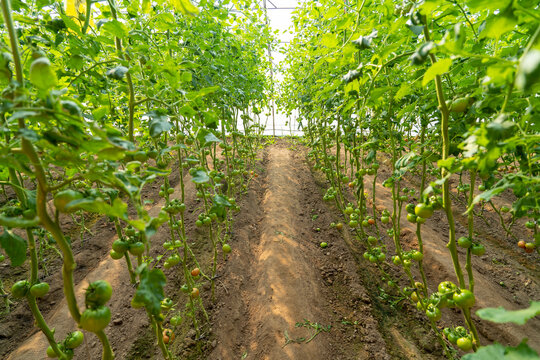 The tomatoes in the greenhouse are growing.