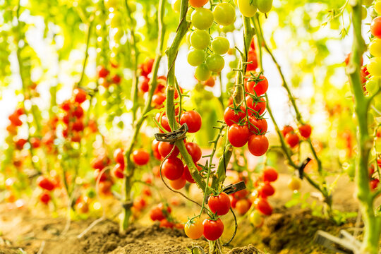 The tomatoes in the greenhouse are growing.