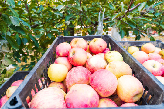 In autumn, the apple trees are covered with ripe apples.