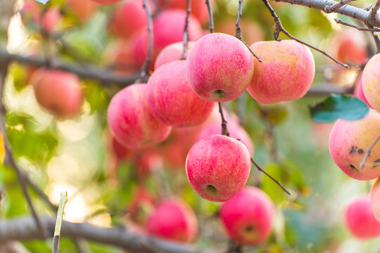 In autumn, the apple trees are covered with ripe apples.
