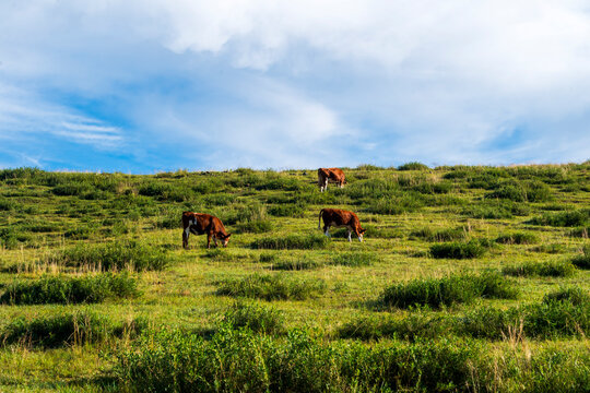 A herd of cattle on the prairie