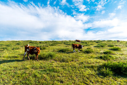 A herd of cattle on the prairie