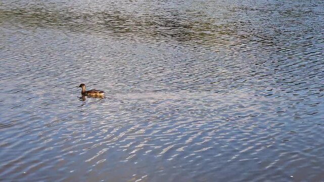 A lone wild duck swimming across a freshwater lake, creating gentle ripples on the surface and illustrating aquatic wildlife, natural habitats, peaceful surroundings and animal behavior