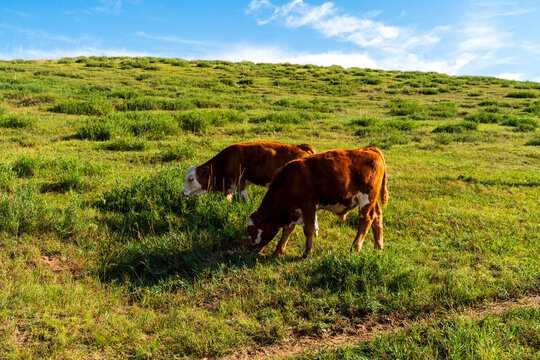 A herd of cattle on the prairie