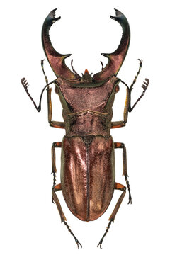 Male Cyclommatus stag beetle specimen isolated on transparent background
