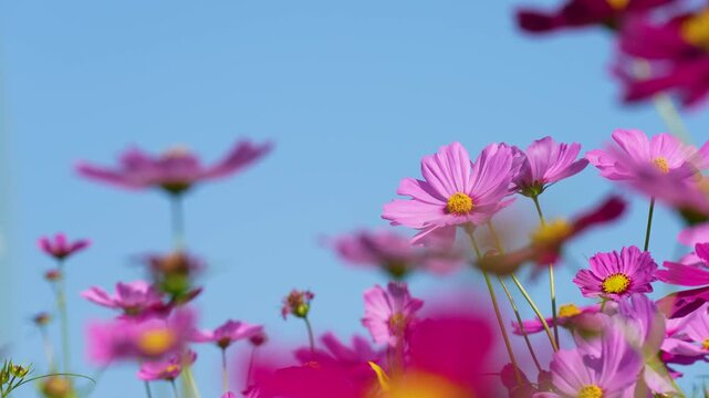 風に揺れるコスモス畑の動画