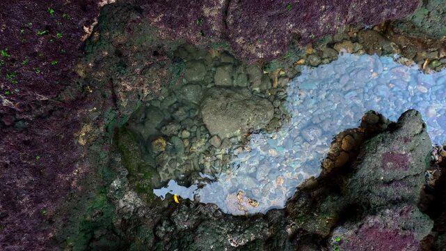 Close-up rocky tide pool with colorful algae and shallow coastal water