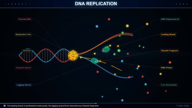 DNA Double Helix Replication Fork with Polymerase Enzyme Action