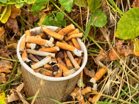 Discarded Cigarette Butts Overflowing from Paper Cup in Nature, Environmental Pollution and Litter Concept