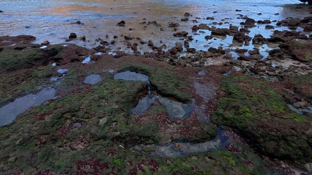 Colorful algae covered tide pools spread across rugged rocks at low tide