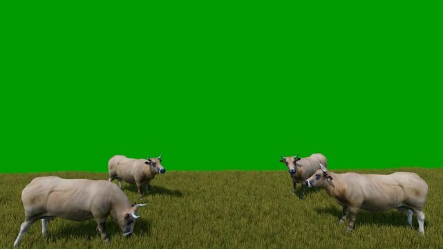 Buffalo Herd Grazing on Grass Field with Green Screen Background, Livestock Agriculture Animation