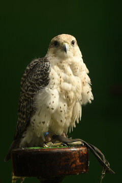 rapaces para cetreria