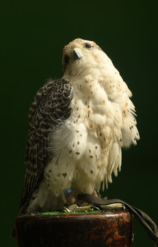 rapaces para cetreria