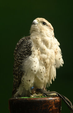 rapaces para cetreria